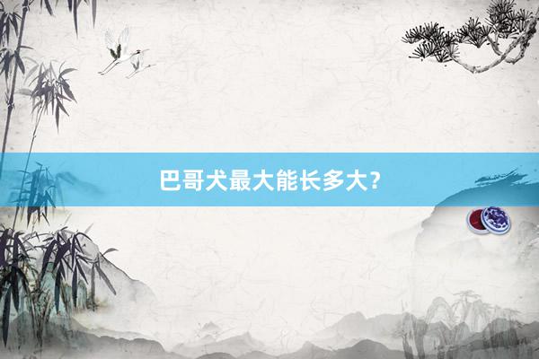巴哥犬最大能长多大？